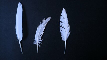 Various bird feather isolated black background, copy space