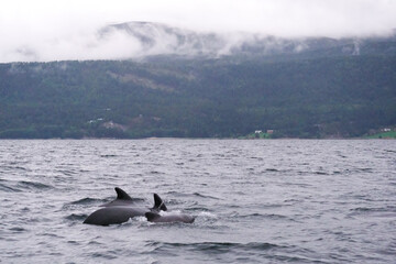 Fototapeta premium whale in the ocean