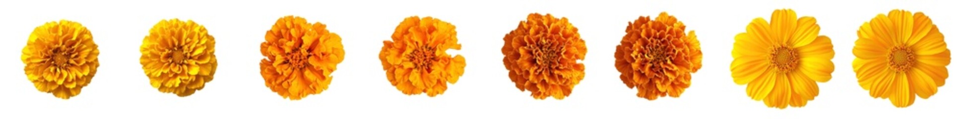 On a transparent background, a orange marigold flower stands out