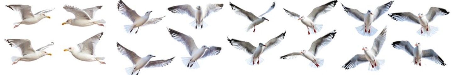 Obraz premium Isolated seagulls flying in the sky on a transparent background.