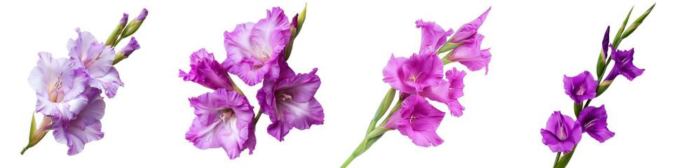 Naklejka premium The stem of a purple gladiolus flower isolated over a transparent background