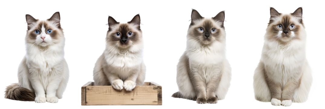 A young adult Ragdoll cat sits frontally on an isolated transparent background from a dark background with its paw tilted at an angle.