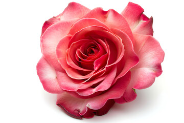 Fototapeta premium Stunning red rose in close up on white backdrop , A professional photograph of a classic red rose in full bloom, shot with a DSLR camera and softbox lighting, set against a plain white background, 