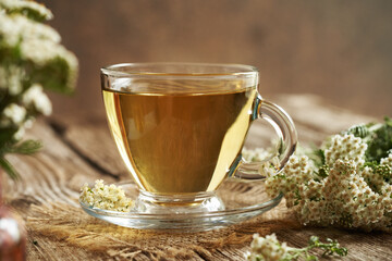 Herbal tea in a glass cup with fresh yarrow or Achillea millefolium flowers