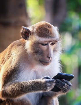 A monkey looking at a mobile phone concept photograph