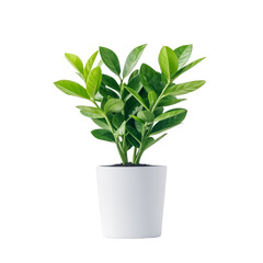 Green Plant in White Pot
