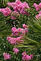 Obraz premium pink flowers