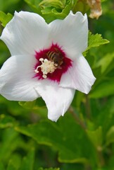 white and pink flower and wasp