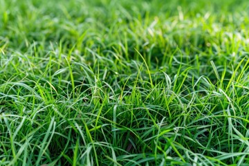 Fototapeta premium Close-up of fresh green grass. Nature and environmental concept.