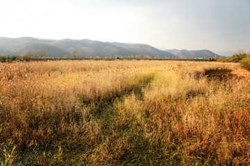Field of dried grasses at the lakeside in autumn