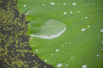 water drops on green leaf, lotus leaf