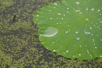 water drops on green leaf, lotus leaf