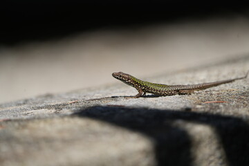 lizard on a stone in the sun in tuscany italy