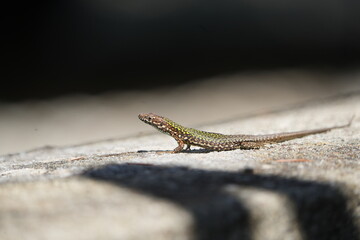 lizard on a stone in the sun in tuscany italy