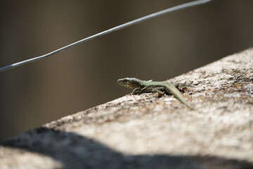 lizard on a stone in tuscany italy