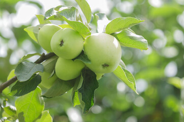 ripe green apples hanging on tree in orchard garden