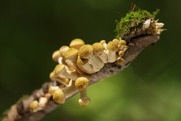 Edible mushrooms on green background in a forest. Honey agarics mushrooms © Nitr