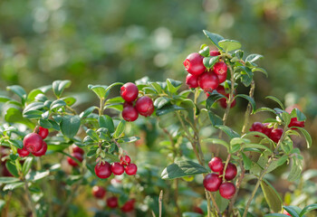 bush of fresh wild ripe cowberry in a forest