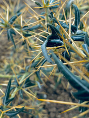 Close up of a thorny cactus plant with yellow needles.