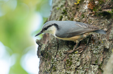 little bird perching on tree. European nuthatch