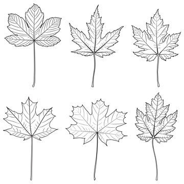Maple Tree Outline Leaves