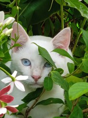Un jeune chat blanc aux yeux bleus caché dans le feuillage