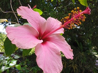 Une fleur tropicale d'hibiscus rose © Patrick