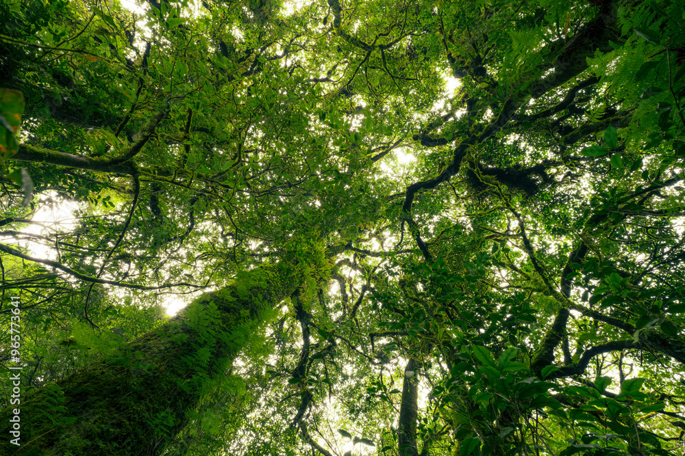 Wall mural looking up view of tree trunk to green leaves of tree in forest with sun light. fresh environment in