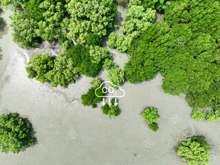 Carbon capture concept. Aerial top view of green mangrove forest. Natural carbon sinks. Mangroves...