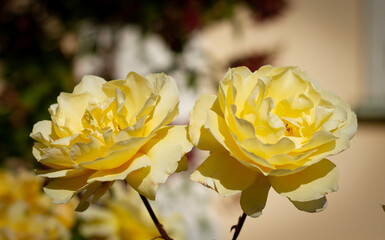 Two bright yellow roses on a blurred background