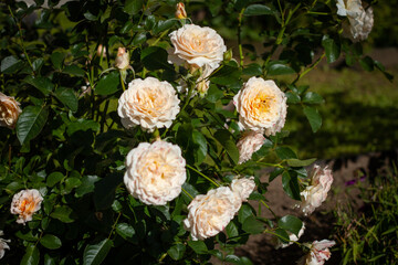 Large rose bush with leaves on a blurred background