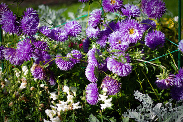 Purple asters illuminated by the sun on a green blurred background