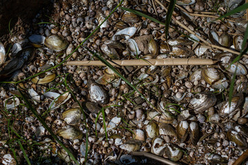 background of shells in the sand on the lake shore