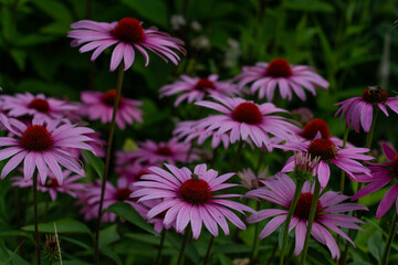 Bright pink large flowers on a blurred background