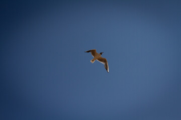 Seagull flying in the sky view from below against the background of a bright sky