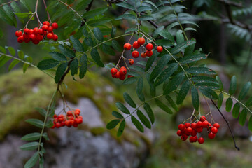 red rowan berries in the forest on a blurred background