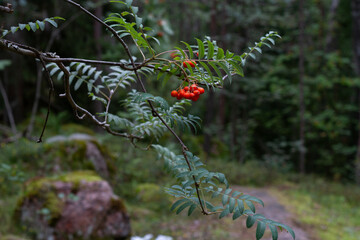 red rowan berries in the forest on a blurred background