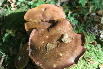 Large mushrooms close-up with moss in the sun on a blurred green grass background