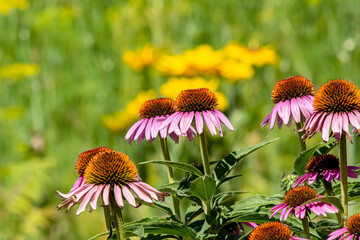 field of flowers