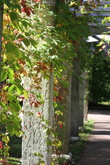 Grape leaves hanging down on blurred green background of grass and wall