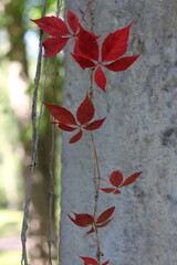 Red grape leaves on blurred green grass and wall background