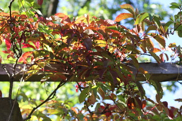 Red grape leaves hanging down on blurred green grass background