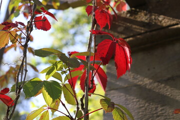Red grape leaves on blurred green grass and wall background