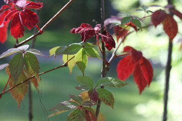 Red grape leaves hanging down on blurred green grass background