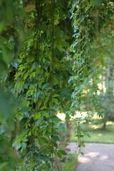 Grape leaves hanging down on blurred green background of grass and wall