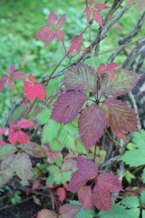 Red grape leaves on blurred green grass background