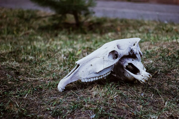 skull in the grass