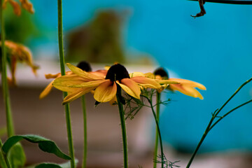 yellow flower in the garden