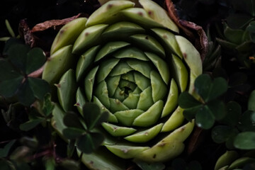 artichoke on a green background
