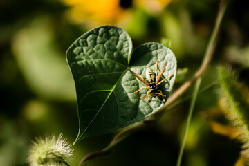 wasp on a leaf